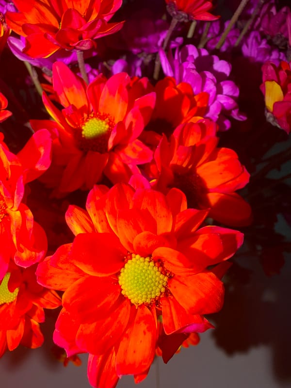 Flowers, paint, and street nights in Nha Trang