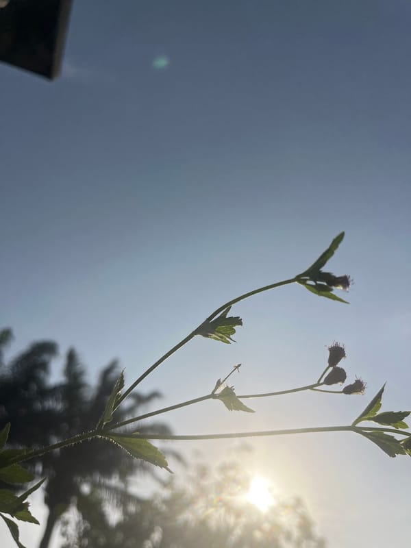 Photographer documents wildflowers and white dog in Nigeria