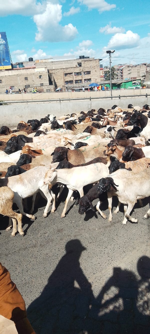 Flock of sheep and goats crosses paved road in Nairobi