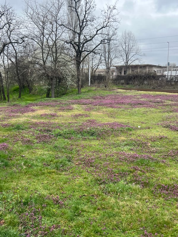 Morning spring scenes captured across Sofia neighborhoods