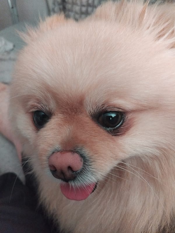 Pomeranian close-up session in Apriltsi, Bulgaria