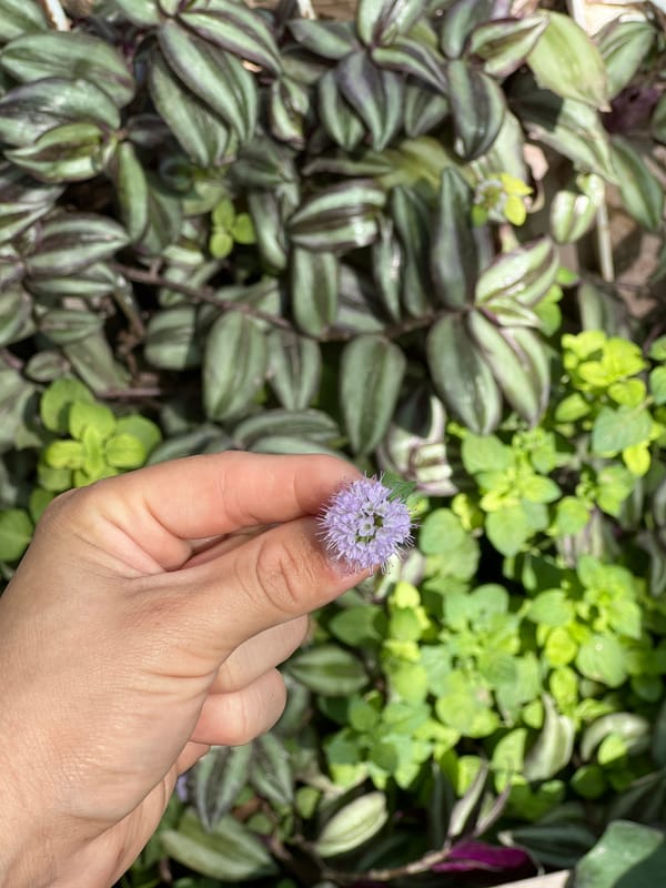 Person holds purple flower in Sumalao, Argentina