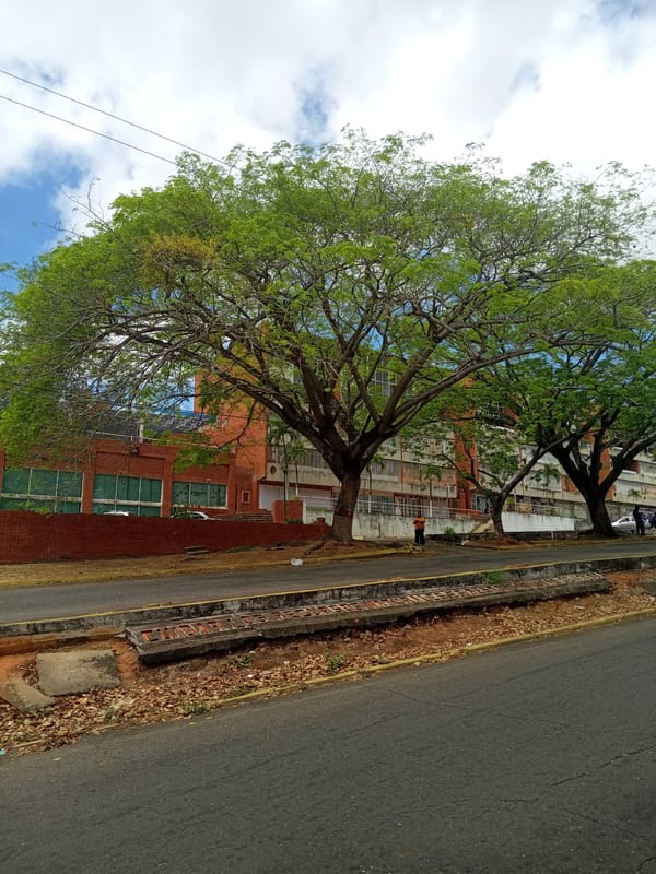 Street scene captured in Ciudad Guayana showing trees and buildings