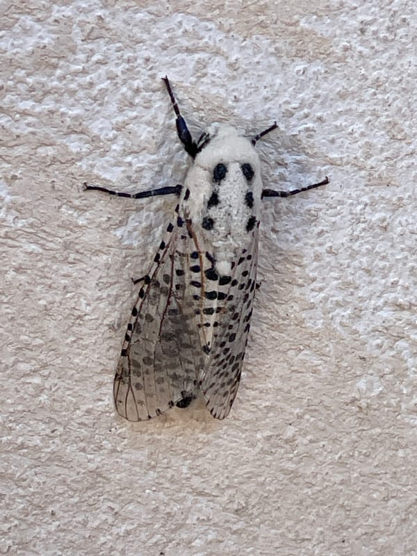 Black and white moth perched on a wall in Tuscany