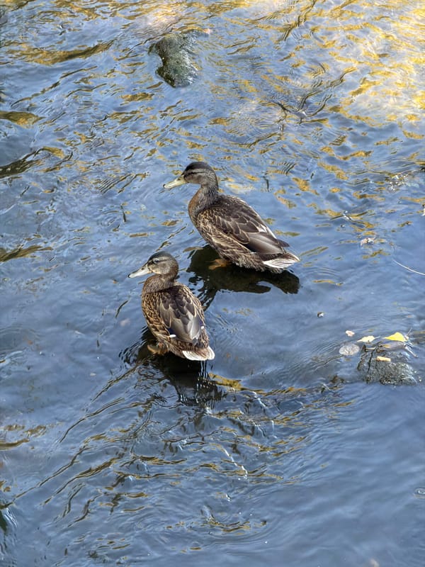 Ducks, willows, and a sunlit stream in Esch-sur-Alzette