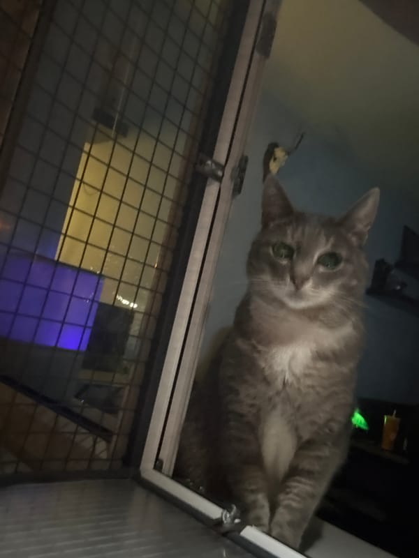 Gray tabby cat perches atop metal cage in Reutov