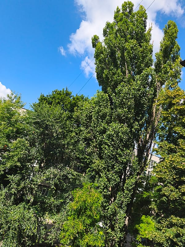 Clear summer skies over a leafy Chișinău neighborhood