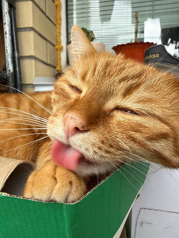 Orange tabby cat's lazy morning captured in Vologda, Russia