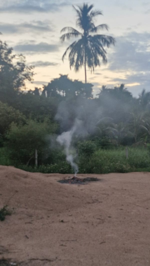 Small bonfire smoldering on sandy ground near palm trees