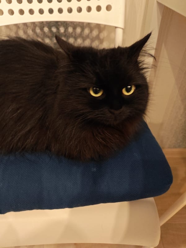 Two cats, treats, and an ice cream bar in Bataysk