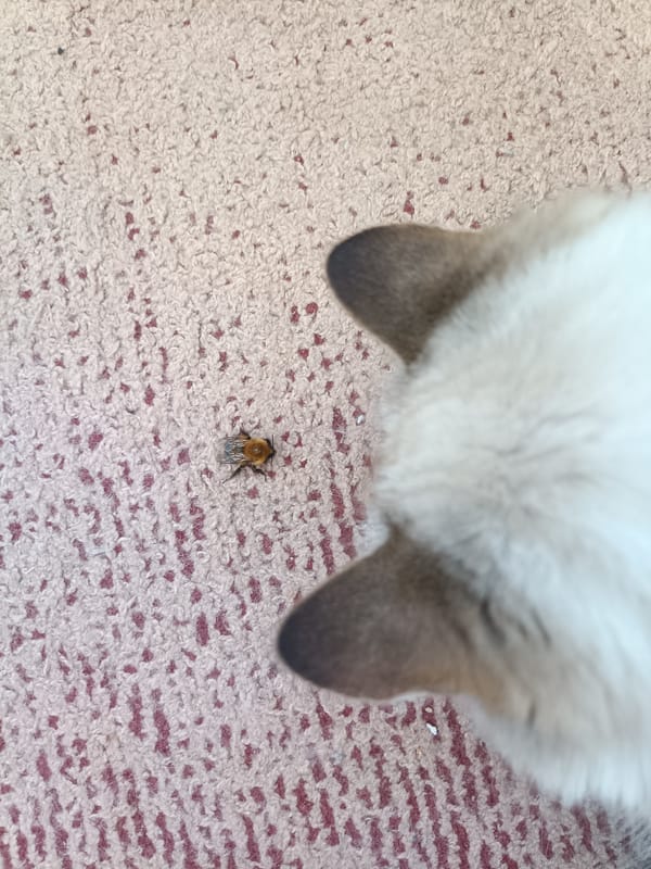 Indoor pet and insect moments documented in Noviy