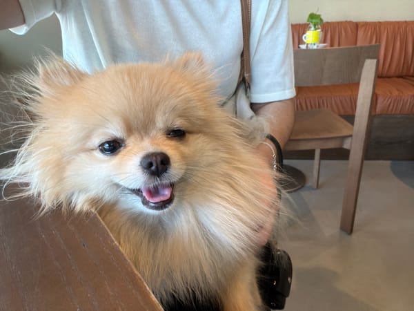 Pomeranian and iced coffee at a Barcelona café