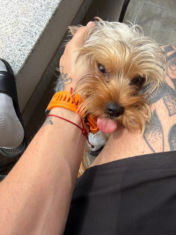 Dog, supplements, and stream scenes documented at single location