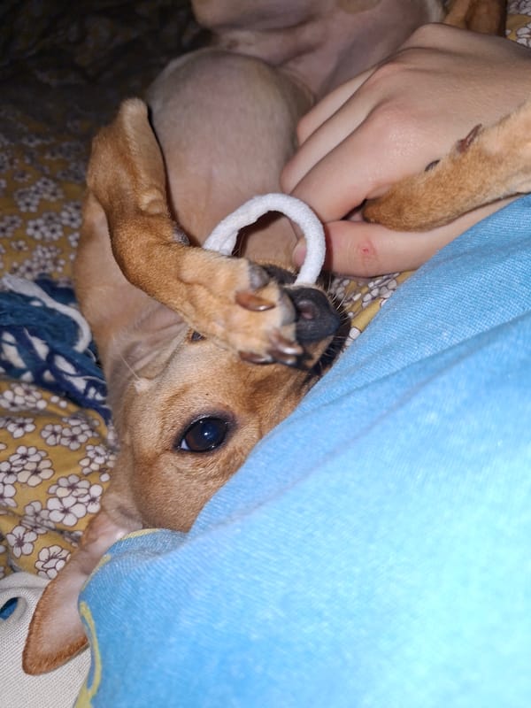 Chihuahua dog plays on bed in Shumen, Bulgaria