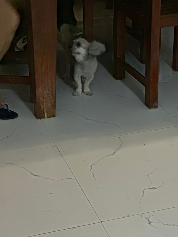 Small dogs playing, being petted in Samal home