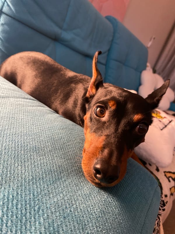 Miniature Pinscher chilling on a teal couch in Moscow