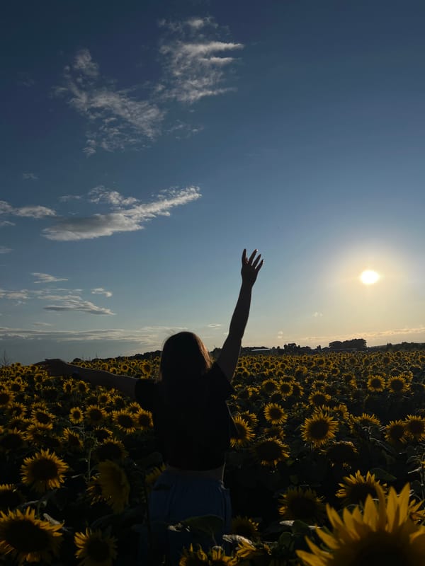 Golden hour in a Ukrainian sunflower field, Ostriv