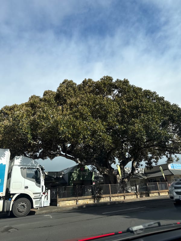 Australian urban streetscape: murals, wildlife, and everyday scenes