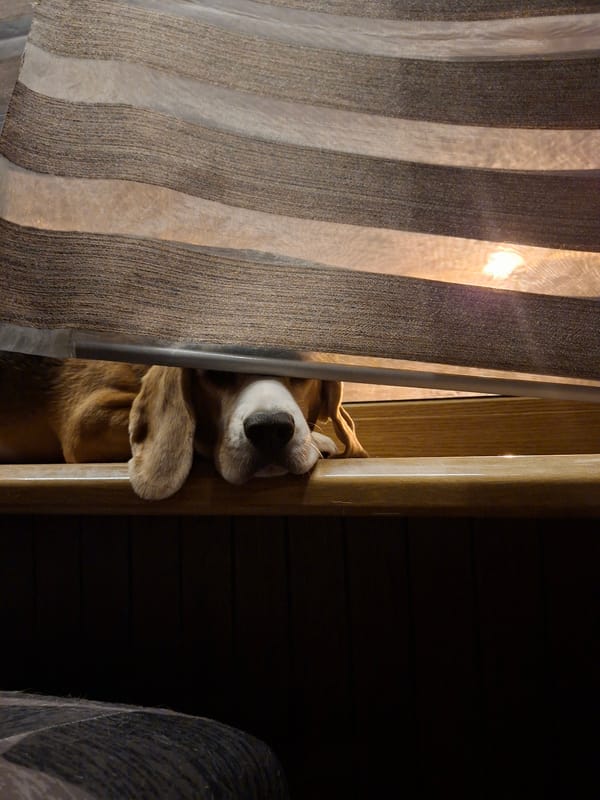 Beagle spotted indoors in Odintsovo, doing beagle things