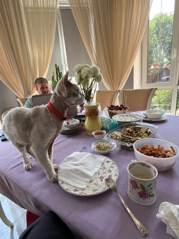 Cats join a shrimp breakfast at a Russian dining table