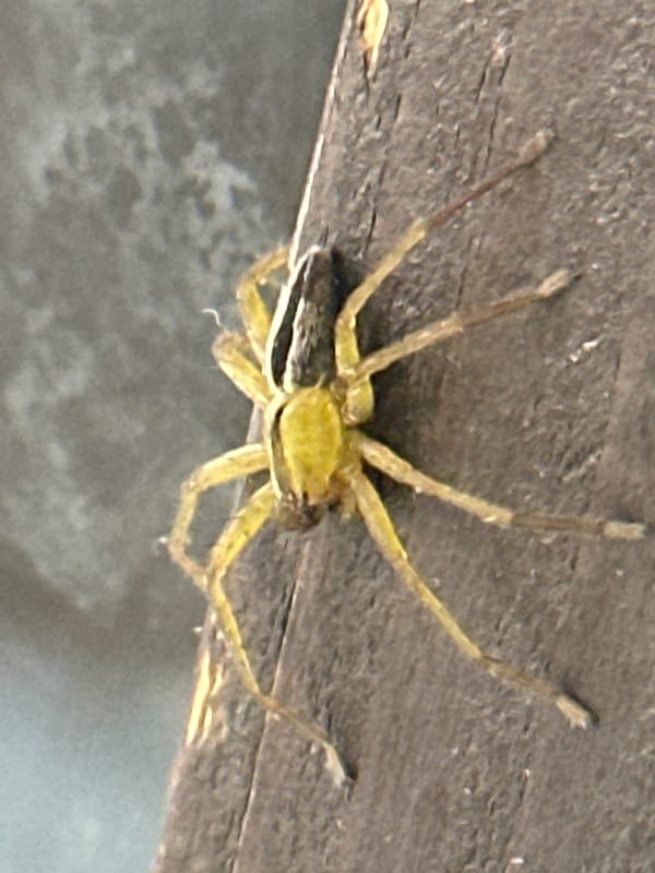 Spider spotted with prey on wooden surface in Bogdanci