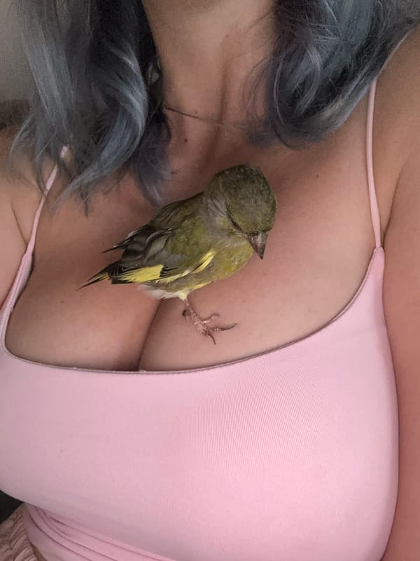 Friendly greenfinch hangs out on a chest in Gijón