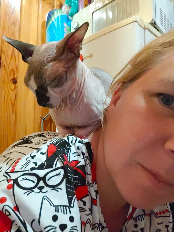 Sphynx cat drinks from yogurt container in Pyatigorsk kitchen