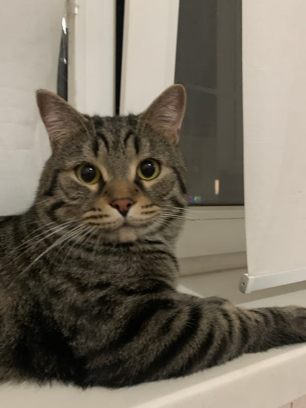 Tabby Cat Observed in Multiple Indoor Positions Over Hour