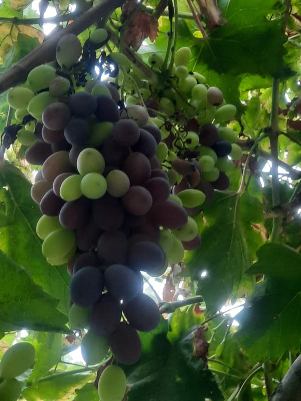 Roadside scenes and ripe grapevines in Voseabad, Tajikistan