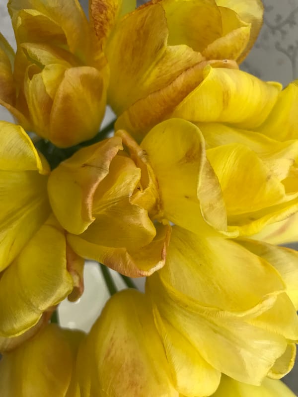 Yellow tulips with brown edges observed in Kharkiv