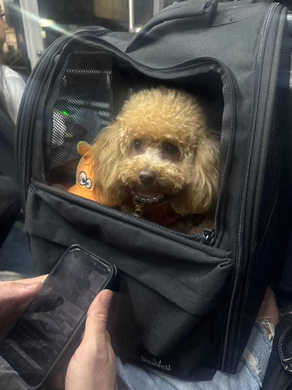 Poodle spotted in pet carrier with toy in Varna