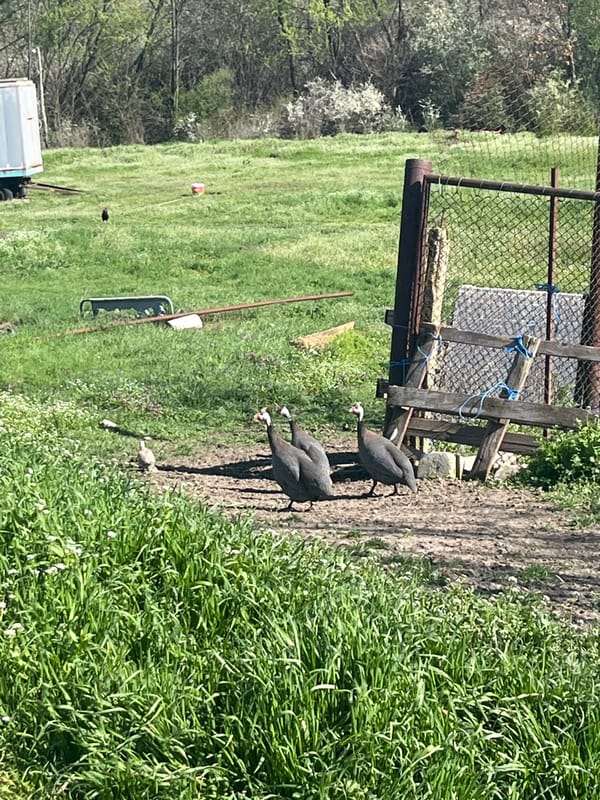 Guinea fowl family forages near farmland in Bulgarian village