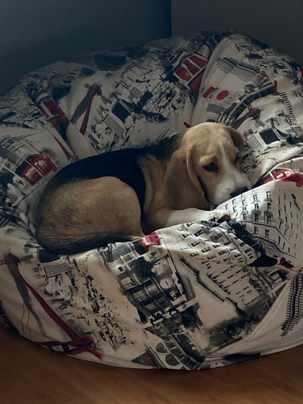 Beagle napping on a patterned beanbag in Perm