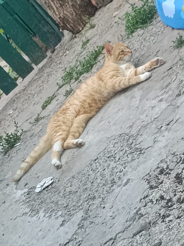 Cats, dogs, flowers, and street life on a slow afternoon