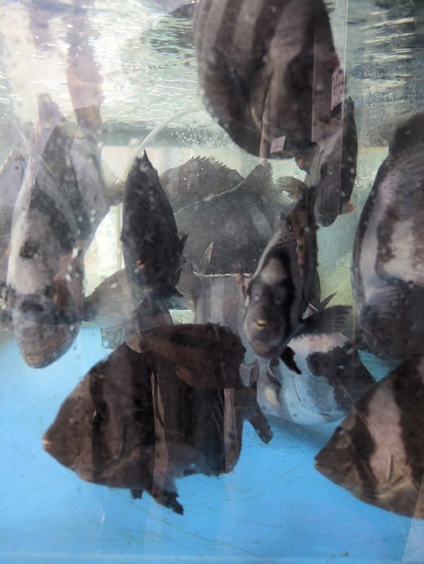 Restaurant aquarium displays observed in Busan, South Korea