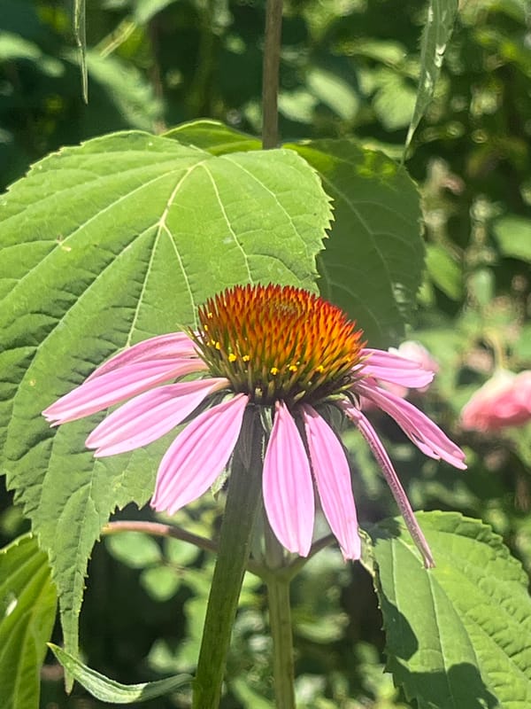 Summer morning in a Tikhoretsk garden, flowers, insects, and coffee.