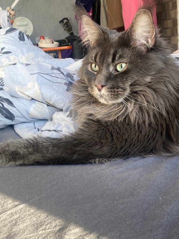 Gray cat rests indoors while urban street scenes captured