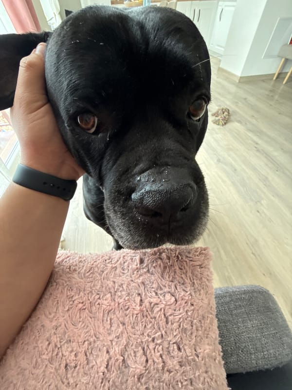 Person holds black dog indoors in Bulgarian suburb