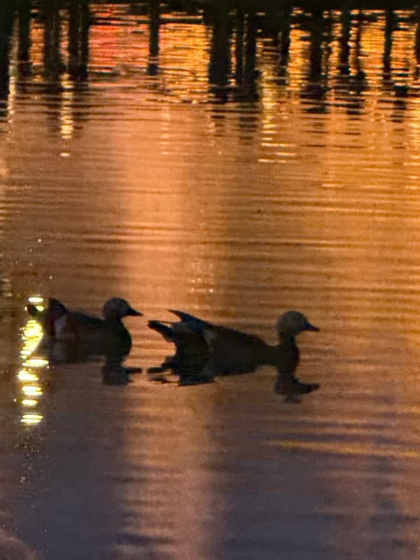 Two ducks glide through orange-lit water in Moscow evening