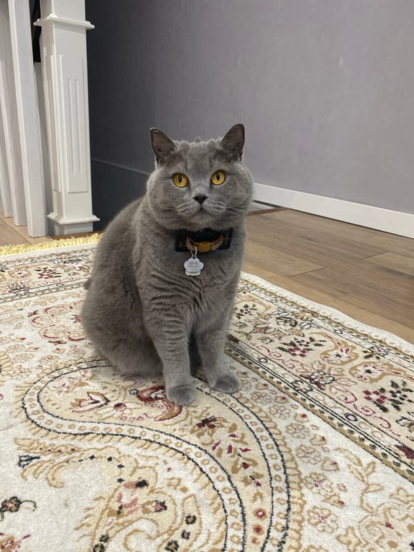 Grey cat named Luna relaxes on a patterned rug in Bishkek
