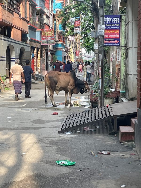 Street cattle and prayer gatherings observed across Dhaka