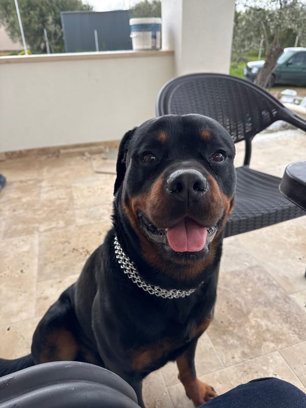 Rottweiler photographed on patio in Nea Silata, Greece