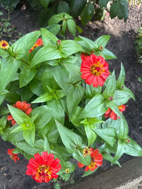 Potted plants and garden greenery in Razdolnoye, Russia