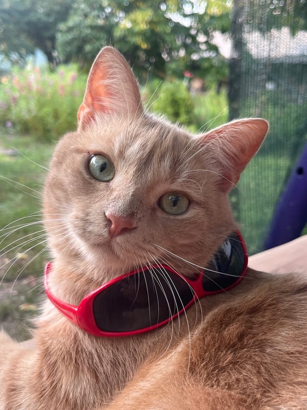 Chill cat hangout and golden-hour skies