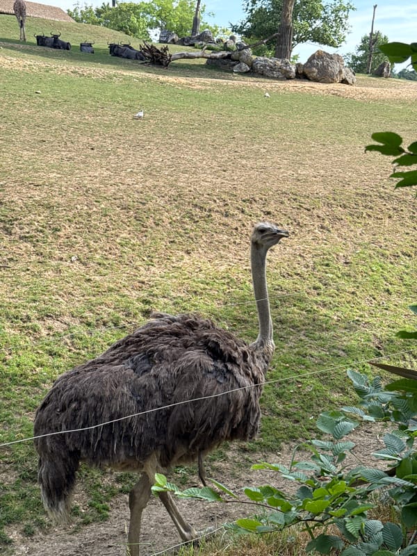 Morning walk through Beauval Zoo's African animal enclosures