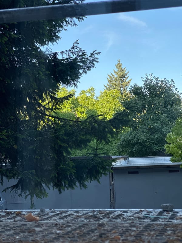 Outdoor scene with fir tree documented in Lovech, Bulgaria