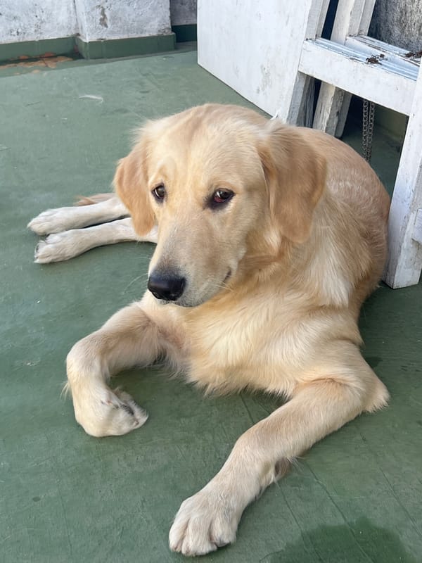 Pets rest peacefully across Buenos Aires locations Friday evening