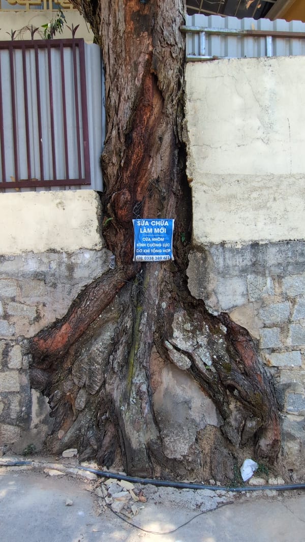 Da Lat witnesses capture tree-building integration, colorful cityscape views