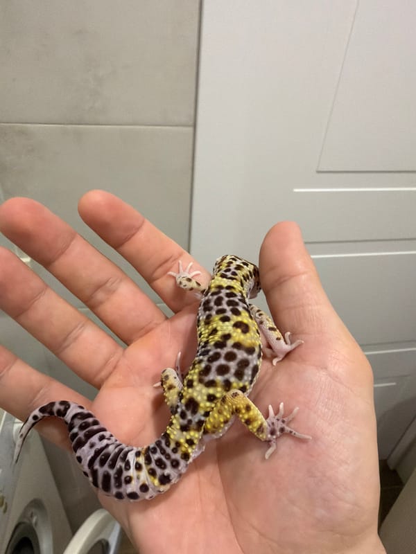 Woman and Yorkshire Terrier share quiet evening in Izhevsk apartment