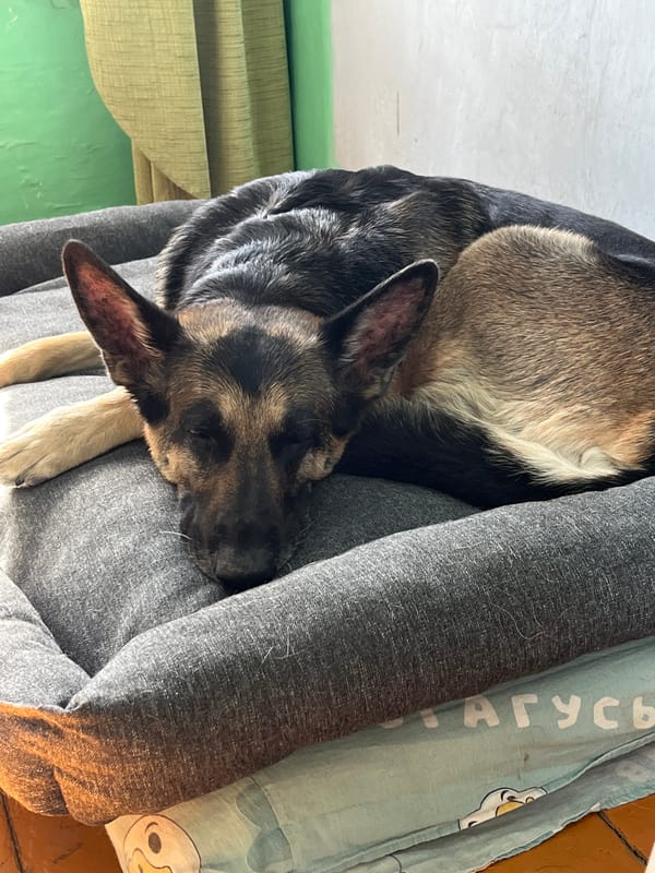 German Shepherds Rest Peacefully in Nizhny Tagil Homes